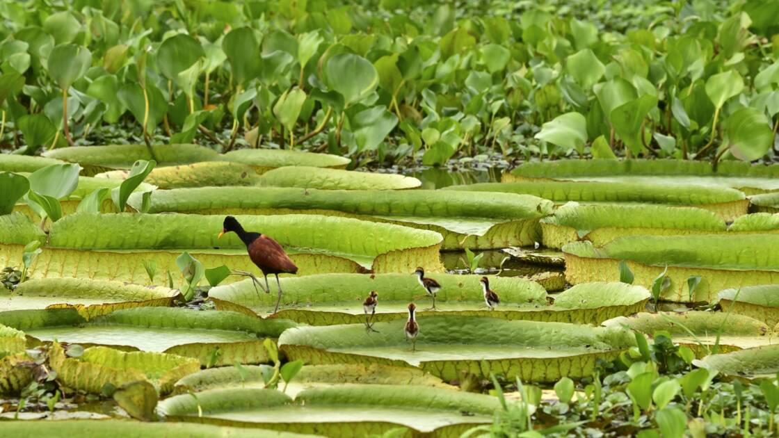 Planète (Amérique du Sud) - Paraguay: après la pluie, les nénuphars géants