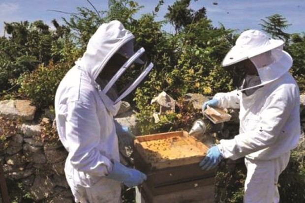 FILIÈRE APICOLE À MOSTAGANEM: L’impact de l’utilisation de pesticides dans les zones d’élevage apicole en débat