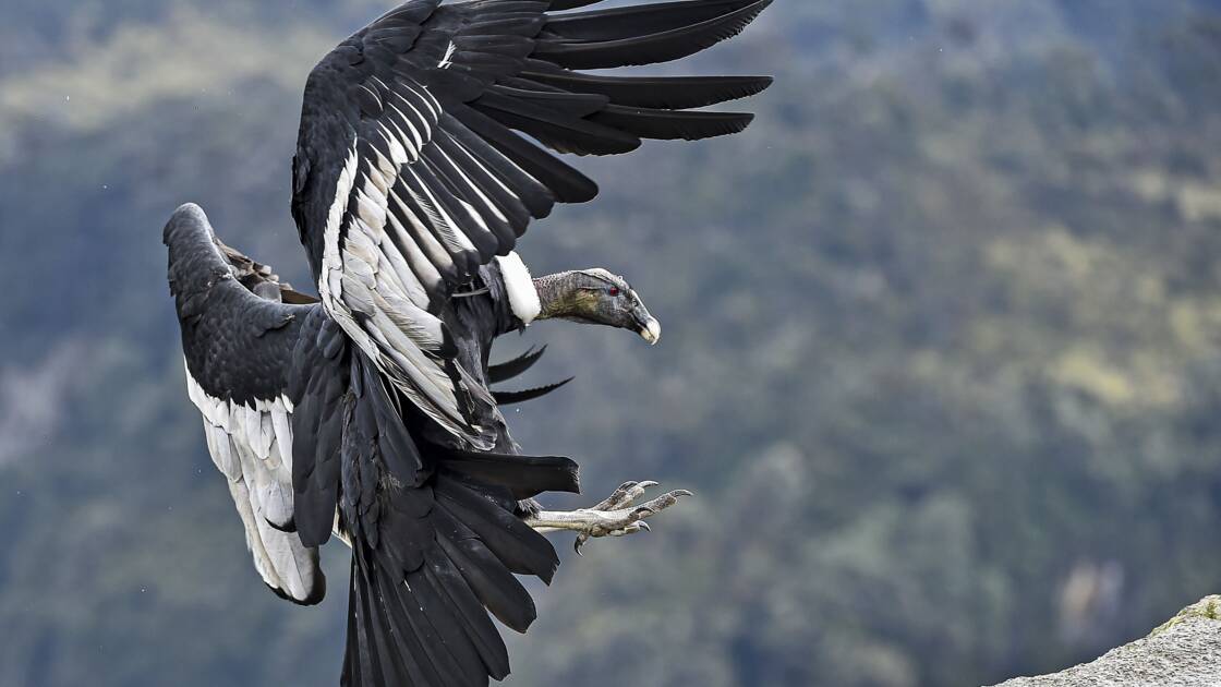 Planète (Amérique du Sud) - Colombie: recensement inédit du condor des Andes, menacé d'extinction