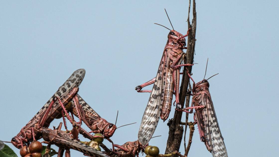 Planète - Le criquet pèlerin, la plaie de la Corne de l'Afrique