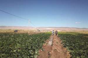 AGRICULTURE À EL-BAYADH: Plus de 300 autorisations de forage de puits octroyées