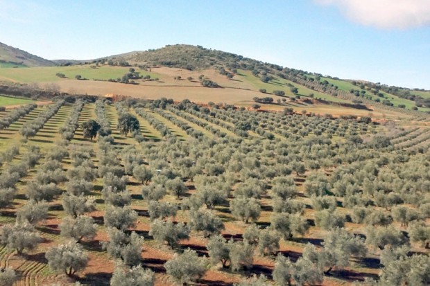 Algérie - 20.000 HA D’OLIVERAIES PRÉVUS À L’HORIZON 2024 À AÏN TÉMOUCHENT: Le développement de l’oléiculture en point de mire