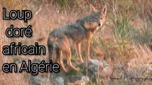 Tiaret - Alerte au braconnage du loup doré