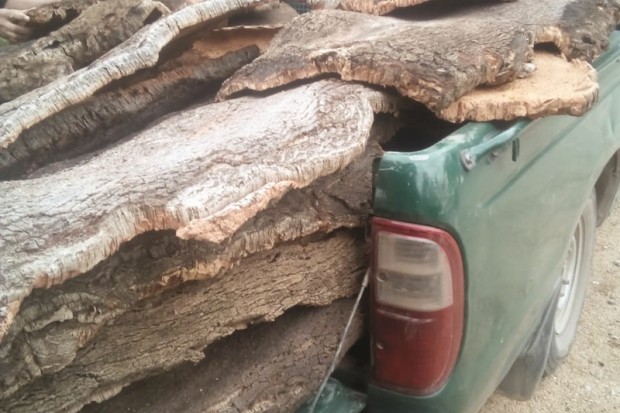 Jijel - LE COUVERT VÉGÉTAL FAIT FACE À DE MULTIPLES AGRESSIONS: On achève bien la forêt !