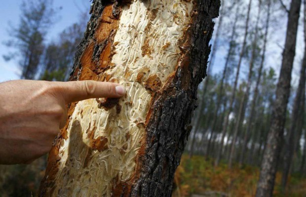Mécheria (Naâma) - Le scolyte infeste une grande partie de la forêt de Draâ-Aoûd