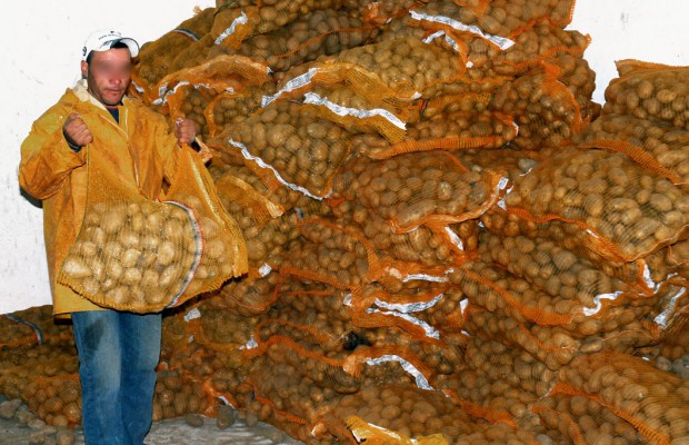 El-Oued (Algérie) - Exportation de 26 tonnes de pommes de terre vers l’Espagne
