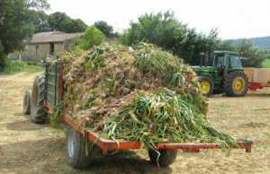 Mila - Conférence régionale sur la filière de l’ail