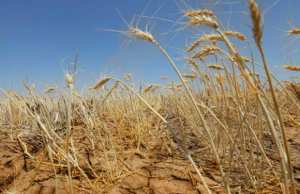 Médéa - En raison d’une faible pluviométrie, les appréhensions des agriculteurs