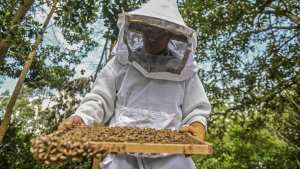 Planète (Amérique du Sud) - Un agrotoxique interdit en Europe décime les abeilles en Colombie