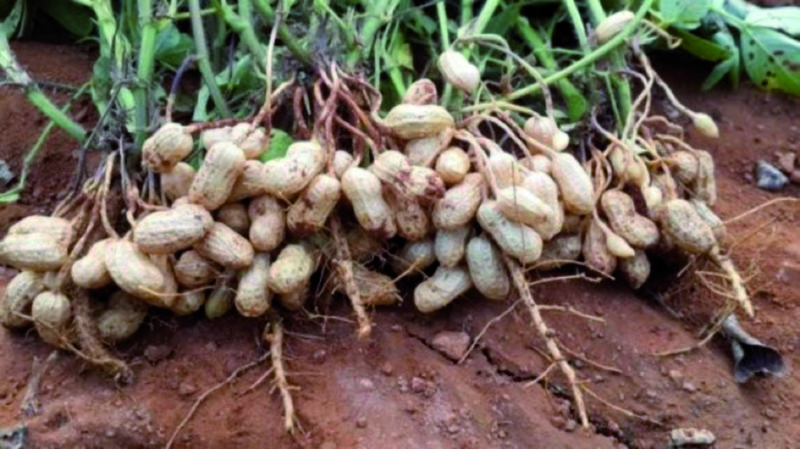 Algérie - Culture des arachides à El Tarf: Une production du terroir en attente de labellisation