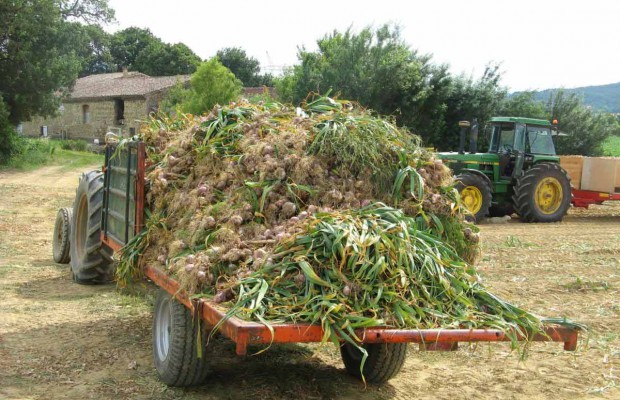 Mila - Conférence régionale sur la filière de l’ail