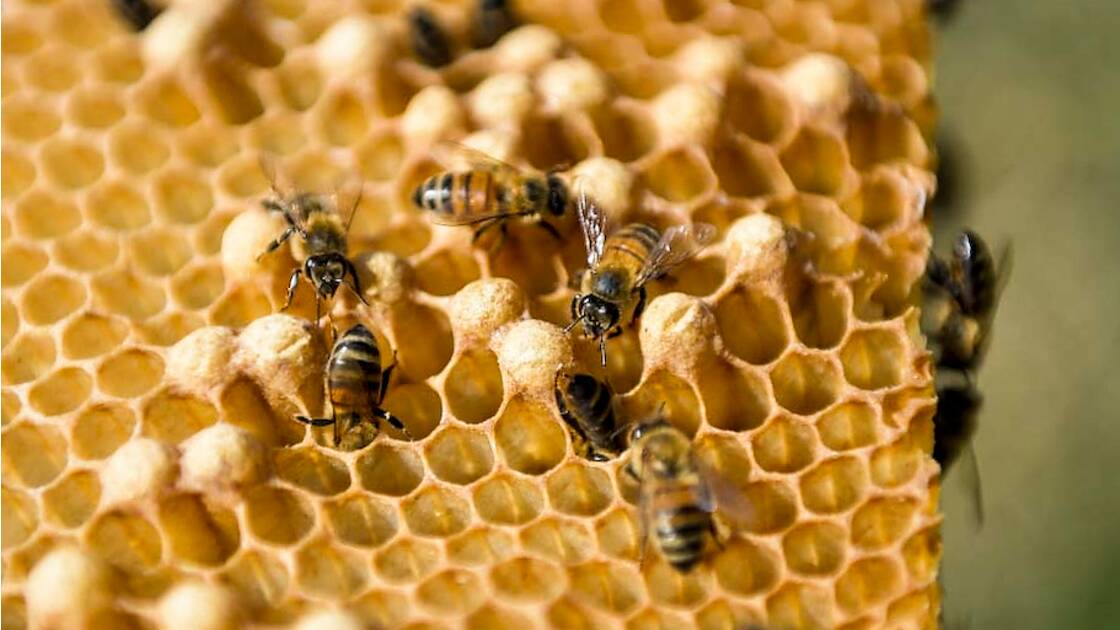 Planète (Amérique Centrale) - A Cuba, les abeilles butinent heureuses et leur miel ravit l'Europe