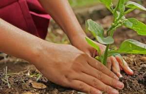 Oran - Opération de reboisement et de mise en place de panneaux de danger à la forêt de Canastel, à la mémoire de «Fekrino»