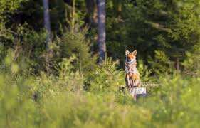 Planète (Europe) - Biodiversité: Comment la situation en France s’est-elle autant dégradée depuis 2008 ?