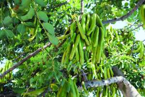 Algérie - Elle concerne plusieurs wilayas: Une stratégie nationale pour valoriser le romarin, le caroubier et le pin pignon