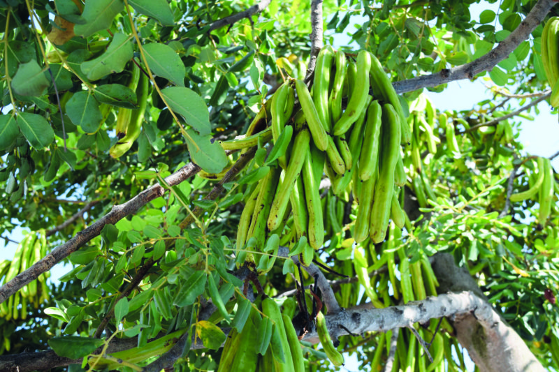 Algérie - Elle concerne plusieurs wilayas: Une stratégie nationale pour valoriser le romarin, le caroubier et le pin pignon