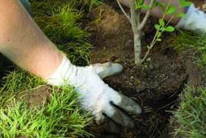 Mostaganem - Campagne de reboisement citoyenne  Réhabilitation du couvert végétal incendié