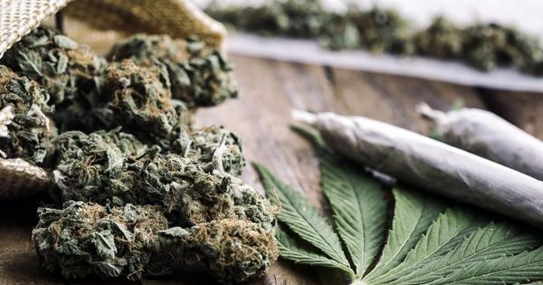 L’actuel cannabis marocain est «comparable à la cocaïne ou l’héroïne»
