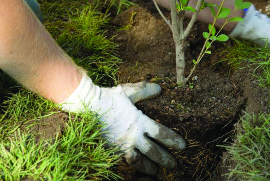 Mostaganem - Campagne de reboisement citoyenne 