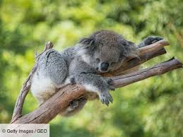 Planète (Océanie) - Incendies en Australie, plus de 500 espèces disparues ou menacées d'extinction