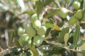 Algérie - RÉCOLTE D’OLIVES À MOSTAGANEM: Baisse de 25% de la production