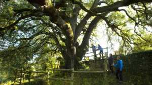 Planète (Europe) - Arbre européen de l'année: le concours a dévoilé son palmarès 2021