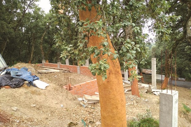 Annaba - DÉFORESTATION SAUVAGE DU MASSIF DE BELVÉDÈRE: Le wali ordonne l’ouverture d’une enquête