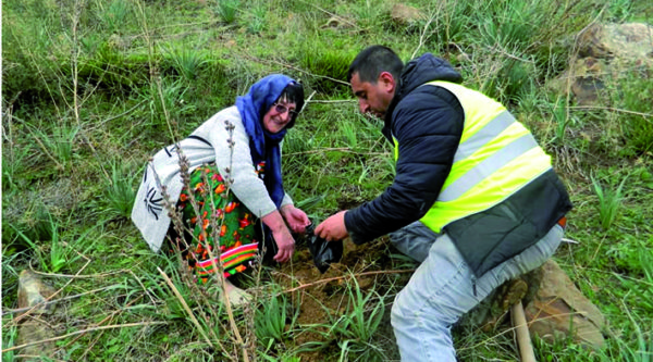 Saharidj (Bouira) - La campagne de reboisement se poursuit à Iwaquren