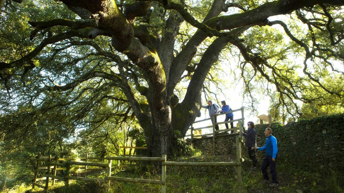 Planète (Europe) - Arbre européen de l'année: le concours a dévoilé son palmarès 2021