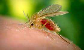 Aïn-Sefra (Naâma) - Lancement de la campagne de lutte contre la leishmaniose