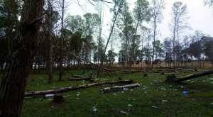 Mansourah (Tlemcen) - Des citoyens dénoncent l’abattage d’arbres