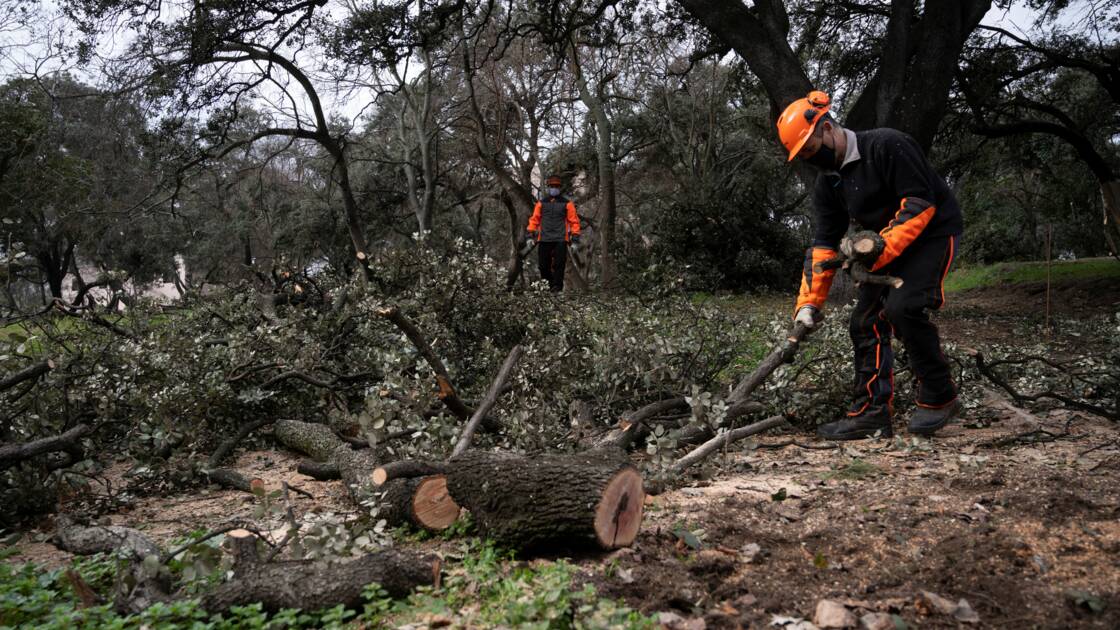 Planète (Europe/Espagne) - Madrid face au problème environnemental de ses arbres dévastés par la neige