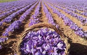 Oran - Du 1er au 3 avril prochains: Le safran à l'honneur