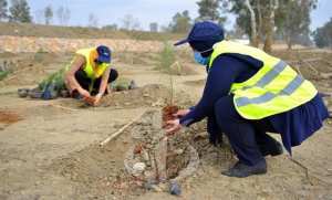 Incendies de forêts à Tlemcen : reboisement et poursuite des dédommagements