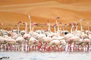 une première au tassili : le flamant rose observé à illizi