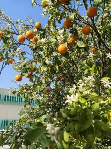 Blida - Fin de l’hiver: ça sent bon à Blida !  Les senteurs du bigaradier
