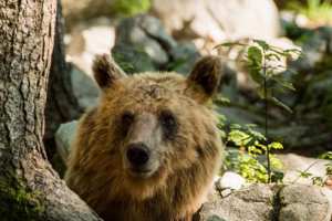 Planète (Europe) - «Slovénie, terre des ours», sur Ushuaïa TV: une paisible cohabitation avec l’homme