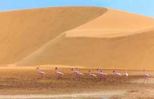 Illizi - Le flamant rose observé pour la première fois au Tassili