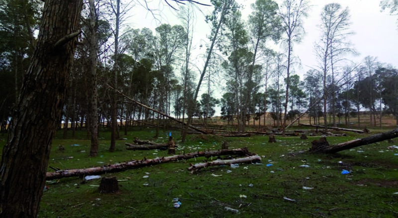 Tlemcen : Des citoyens dénoncent l’abattage d’arbres. A Mansourah, 10 pins ont été abattus