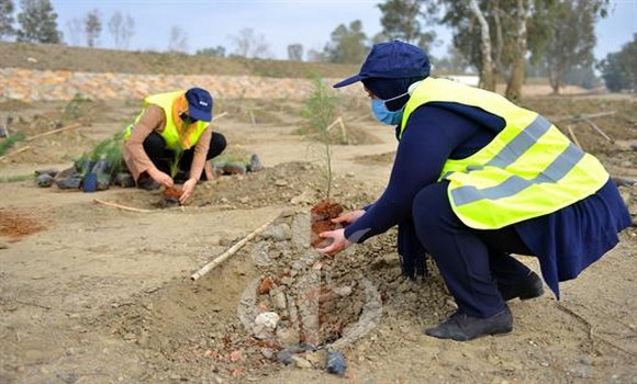 Incendies de forêts à Tlemcen : reboisement et poursuite des dédommagements