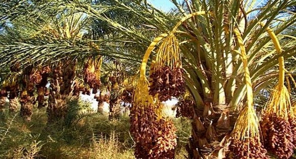 Ouargla : Le patrimoine phœnicicole en quête de davantage de préservation et de valorisation