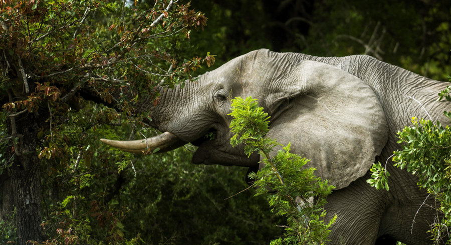 Planète - Afrique: L'éléphant des forêts africaines désormais très menacé d'extinction