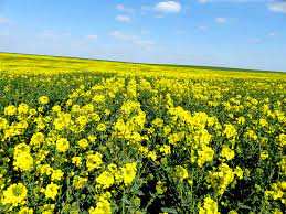 Algérie - Nouvelle feuille de route pour la filière oléagineuse: Le pari ambitieux du colza