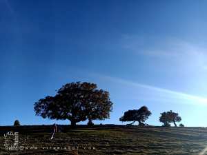Patrimoine forestier : Un créneau d’investissement prometteur