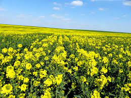 Algérie - Nouvelle feuille de route pour la filière oléagineuse: Le pari ambitieux du colza