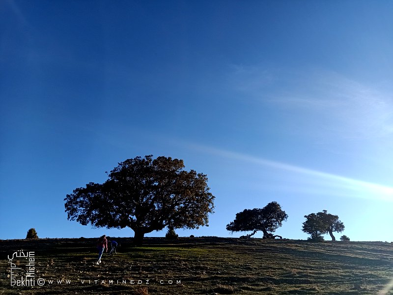 Patrimoine forestier : Un créneau d’investissement prometteur