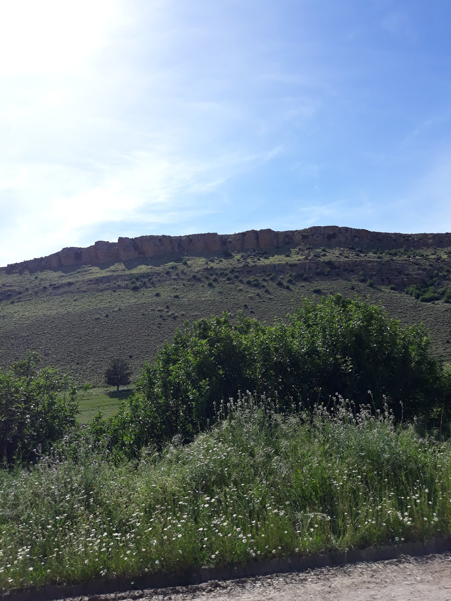 ويعود الربيع وتعود الحياة للطبية.