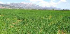 Algérie (Bouira) - La céréaliculture à l’épreuve des changements climatiques: La faible pluviosité enregistrée durant l’automne et l’hiver a mis les céréaliculteurs en difficulté.