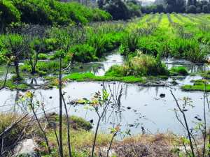 Chlef - Rejets d’eaux usées dans un verger...: Des poiriers inondés