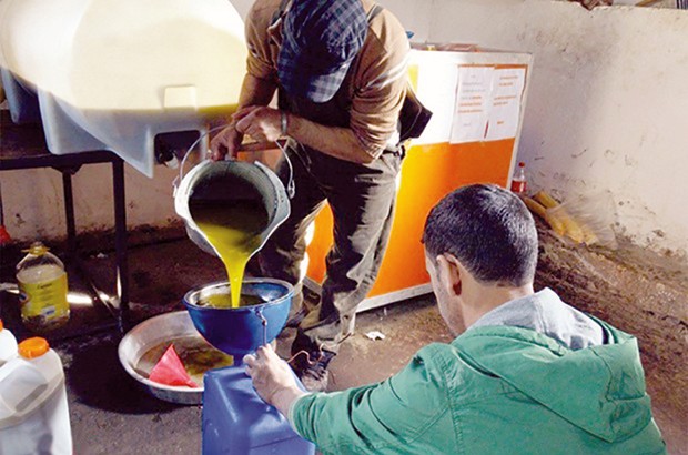 Algérie - HUILE D’OLIVE À BORDJ BOU-ARRÉRIDJ: Une richesse en quête de labellisation